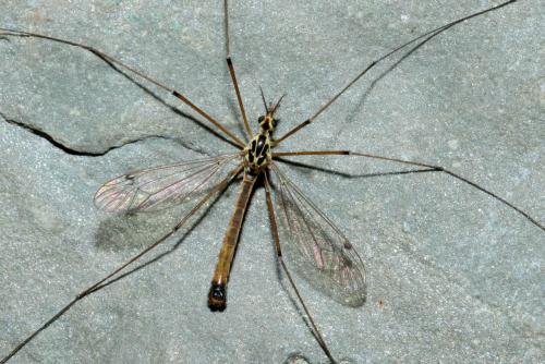Nephrotoma cornicina
